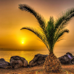 Пазл: Тропики