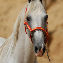 Пазл: Марвари