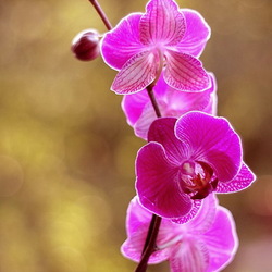 Пазл: Орхидея