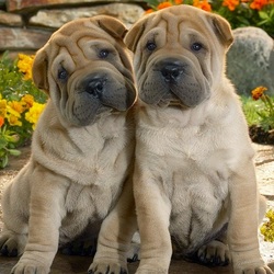 Пазл: Братцы