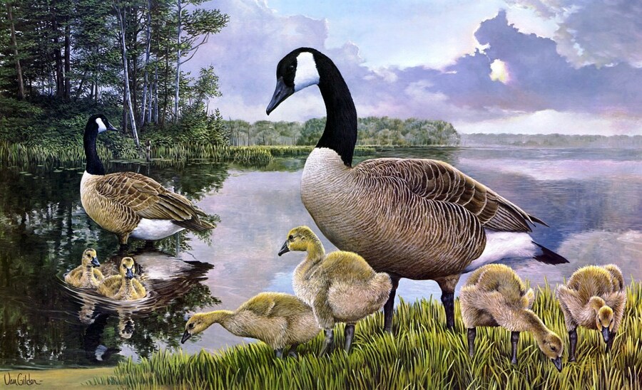 Пазл «Выводок» из 322 элементов | Собрать онлайн пазл №4645