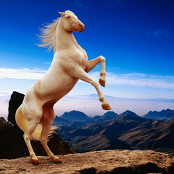 Пазл: Белый красавец