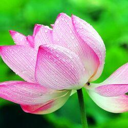 Пазл: Цветок лотоса