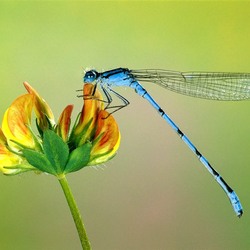 Пазл: Стрекоза