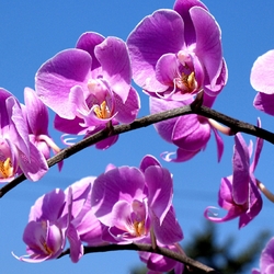 Пазл: Ветка орхидеи
