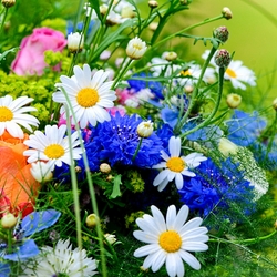 Пазл: Летние цветы