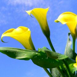 Пазл: Аронника,  названная ''Солнечная вспышка''