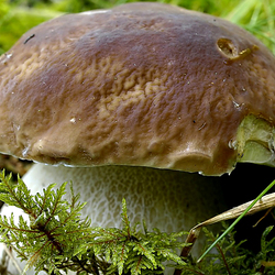 Пазл: Крепыш