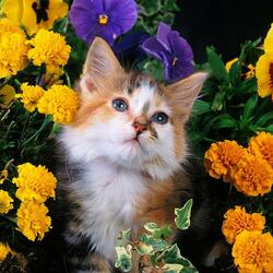 Пазл: Мечтательница