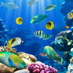 Пазл: Чудеса подводного мира