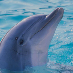 Пазл: Дельфин