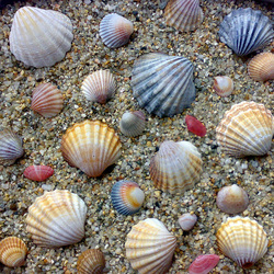 Пазлы на тему «Ракушки»