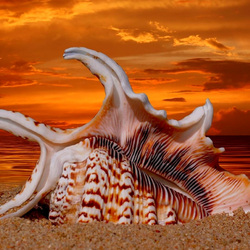 Пазл: Ракушки