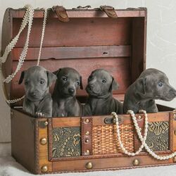 Пазл: Ларец счастья 