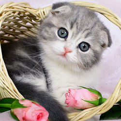 Пазл: Котенок