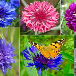 Пазл: Василек