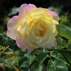 Пазл: Шикарный цветок