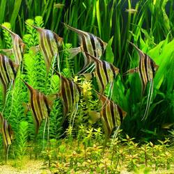 Пазл: Аквариумные рыбки