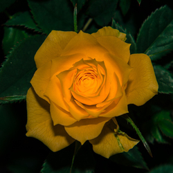 Пазл: Свет изнутри