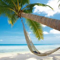 Пазл: Пальма