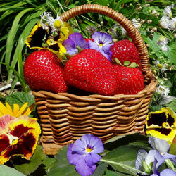 Пазл: Летний натюрморт