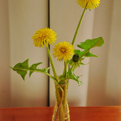 Пазл: Одуванчики