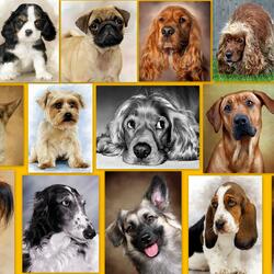 Пазл: Взгляд