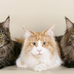 Пазл: Три богатыря