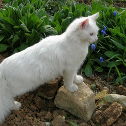 Пазл: Белая красавица