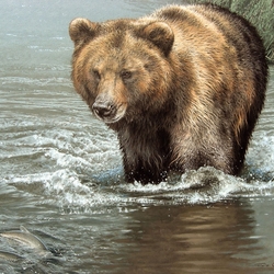 Пазл: Бурый медведь
