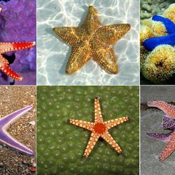 Пазл: Звезды