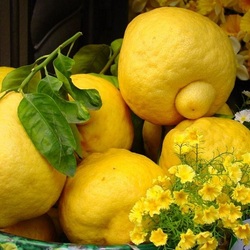 Пазл: Лимоны