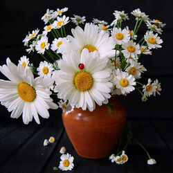 Пазл: Ромашки