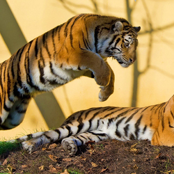 Пазл: Природная мощь