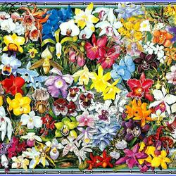 Пазл: Орхидеи 