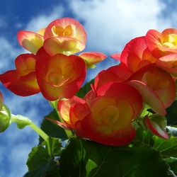 Пазл: Летнее чудо