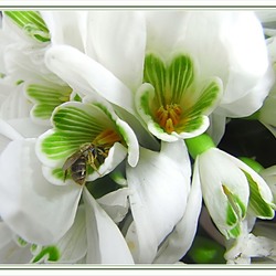 Пазл: Подснежник