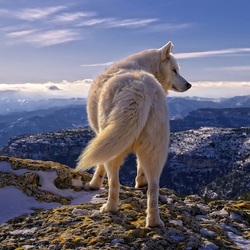 Пазл: Белый волк