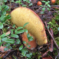 Пазл: Во всей красе