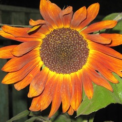 Пазл: Подсолнух