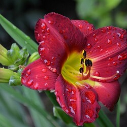 Пазл: Цветок в росе