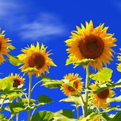 Пазл: Подсолнухи