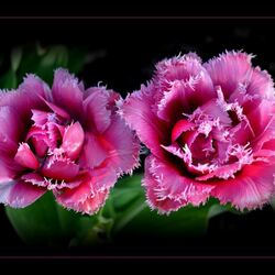 Пазл: Тюльпаны