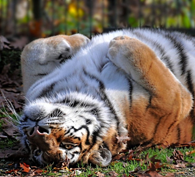 Тигрята фото красивые гифки