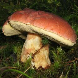 Пазл: Грибы