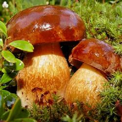 Пазл: Братики