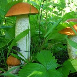 Пазл: Грибы