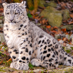 Пазл: Полезные мысли