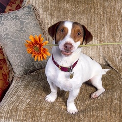 Пазл: Цветок для тебя