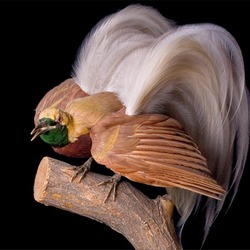 Пазл: Райская птица